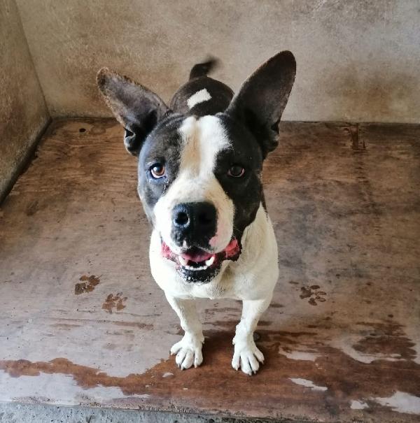 Franco, Dolce Pitbull Di 4 Anni Cerca Casa!